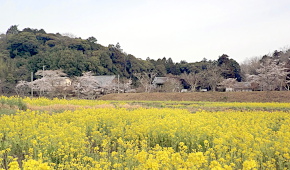 大御堂観音寺の菜の花（京田辺市） 写真