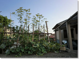 住宅街の宅地に植えられた女郎花(城陽市)